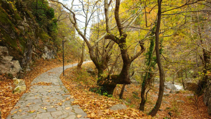 Paths Surrounded with Nature